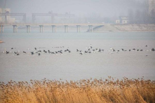 鵲山水庫沉沙池呈現奇妙景觀