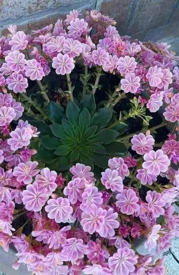 多肉走一波,見證奇妙大自然 多肉走一波,見證奇妙大自然