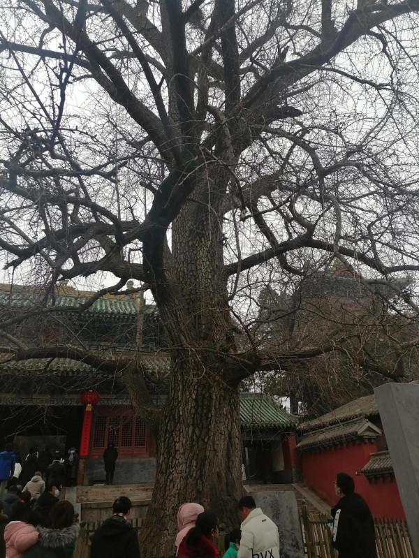 帶著母親看天下（少林寺景區）