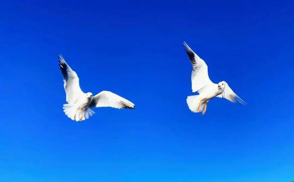 快來，瀘沽湖的冬日精靈，想和你交個朋友！