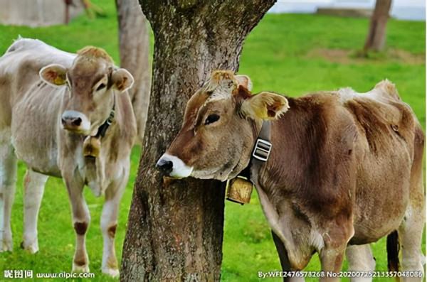 如何養牛犢可以更快增重，科學增重的秘籍值得收藏