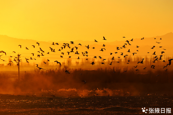 壯觀!溼地冬景美,候鳥舞翩躚 壯觀!溼地冬景美,候鳥舞翩躚