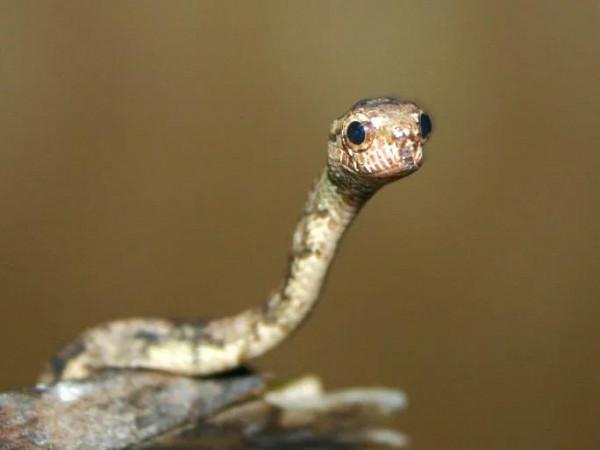 超級可愛的小蛇蛇 超級可愛的小蛇蛇