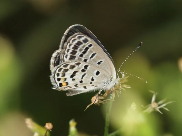 【探索】又到賞蝶季,你知道上海的常見本土蝴蝶有哪些嗎?奉上攻略→ 【探索】又到賞蝶季,你知道上海的常見本土蝴蝶有哪些嗎?奉上攻略→