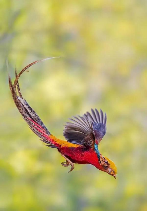 大自然中漂亮的“鳥兒”,日常生活中你見過幾種 大自然中漂亮的“鳥兒”,日常生活中你見過幾種