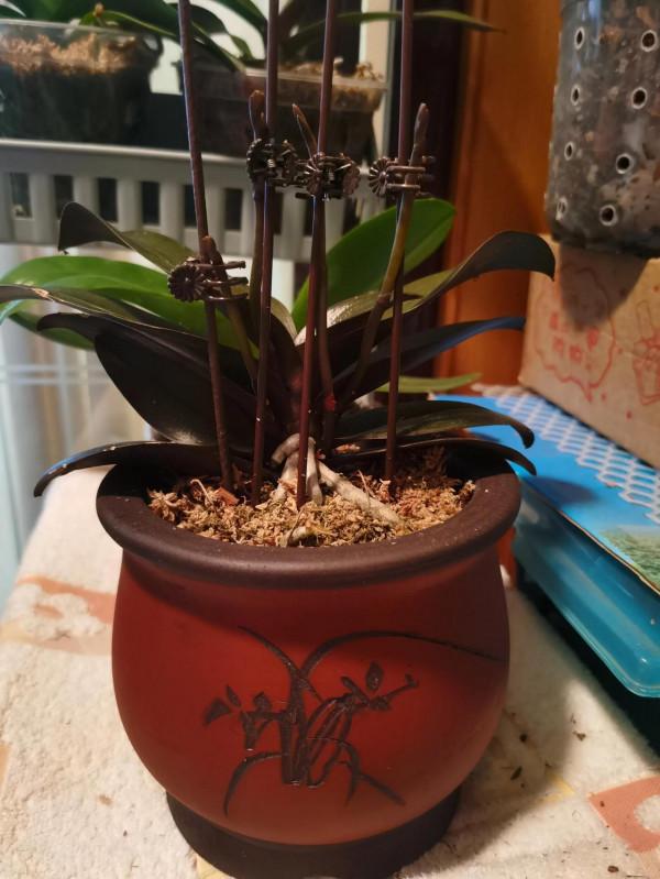 四顆出花劍了 四顆出花劍了