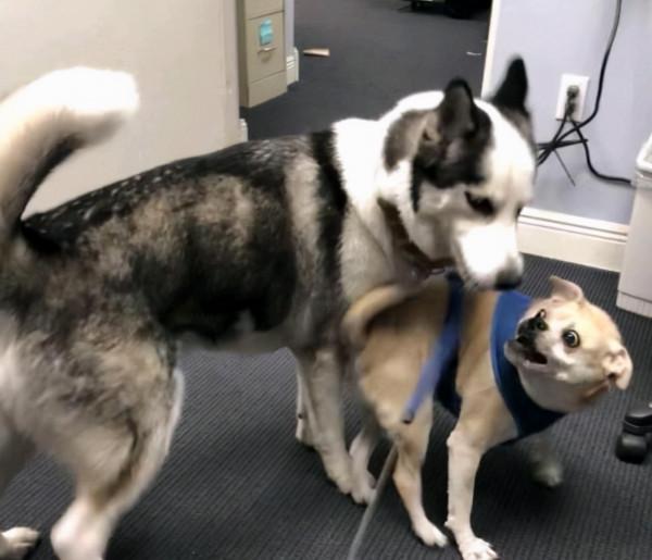 哈士奇走丟後在警局蹭飯3個月,主人也沒來帶走:當警犬抵債吧 哈士奇走丟後在警局蹭飯3個月,主人也沒來帶走:當警犬抵債吧