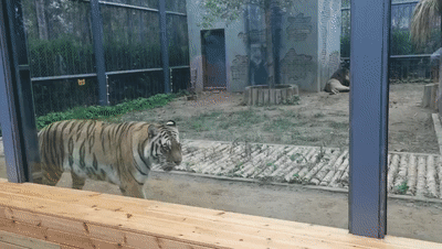 北京新開一家動物園,可以和老虎共進午餐 北京新開一家動物園,可以和老虎共進午餐