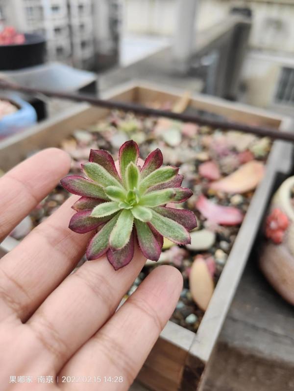 在樓頂，見證每一顆肉的成長