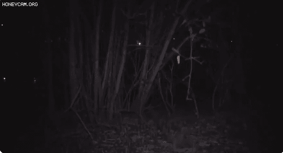 佛羅里達州下蜥蜴雨，專家警告勿靠近，它們仍然活著