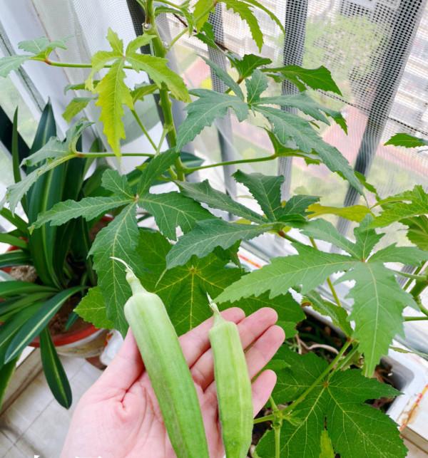 陽臺種菜不香嗎？這4種蔬菜很好種，掛果多、美觀養眼又美味