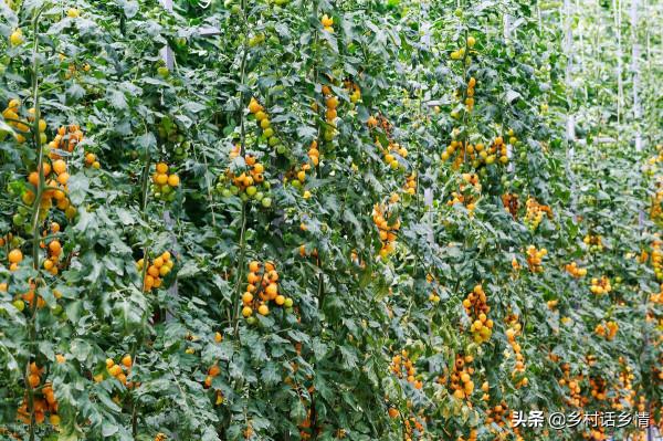 家裡留下來的種菜方法，啥化肥也不用施，蔬菜高產還好吃