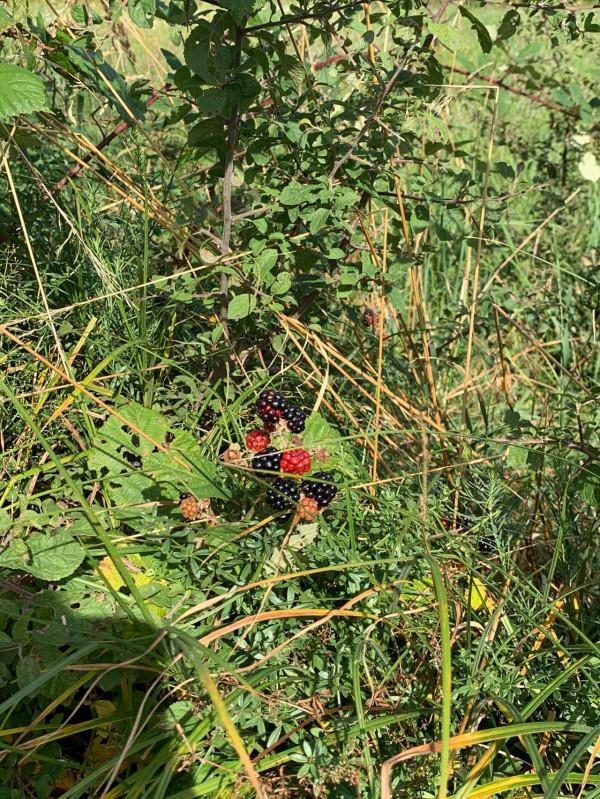 2019暑假塞爾維亞、波黑之旅（3）