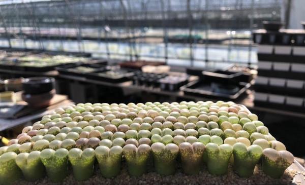 排列整齊的風鈴玉,比生石花好看,比毛漢尼便宜,像QQ糖一樣 排列整齊的風鈴玉,比生石花好看,比毛漢尼便宜,像QQ糖一樣