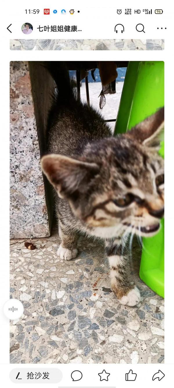 二年級作文小花貓