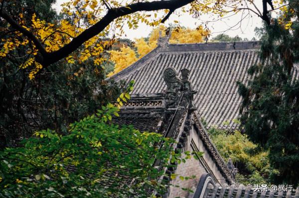 再有半個月，北京將迎來最美的季節，12個銀杏寶藏地，附機位攻略