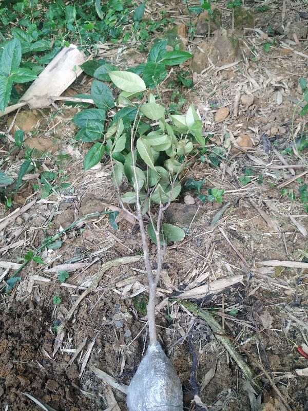 種下桂花樹，待來年桂花開