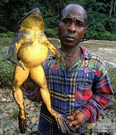 20張比你想象中要大的動物，比人還大的螃蟹