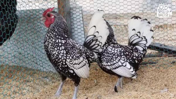 奇葩韓國高中生沉迷養雞，還帶雞上課，200只稀有雞震驚鳥類專家