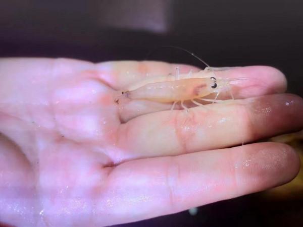 來寶角牛洞探險最精彩的部分是觀魚，大家知道洞穴魚如何分類嗎？