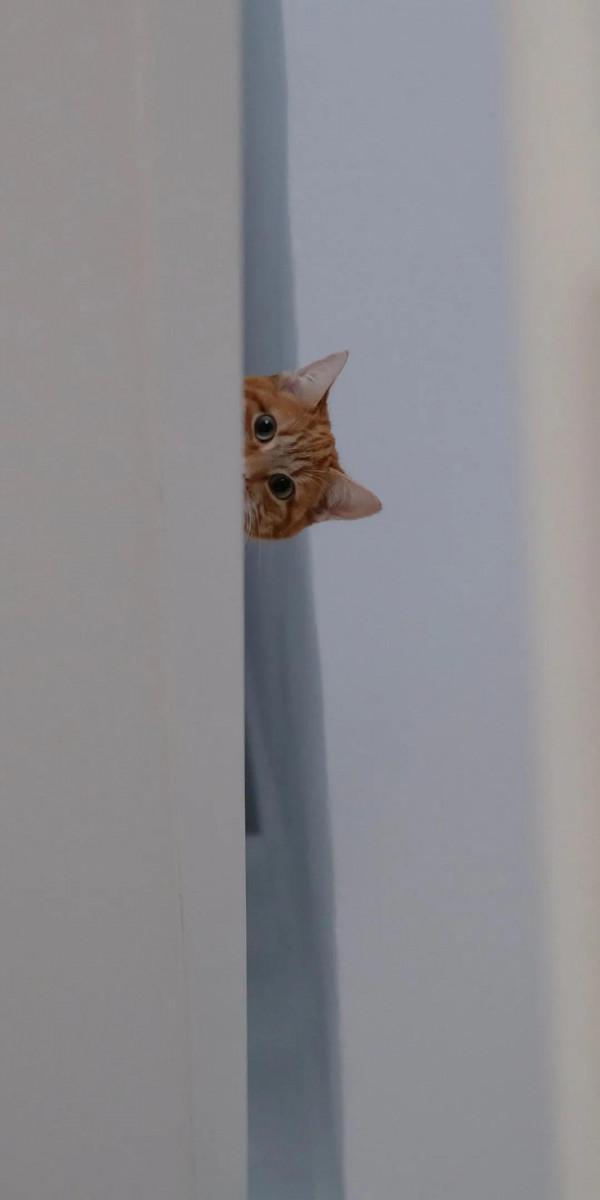 桌布頭像推薦——萌寵篇