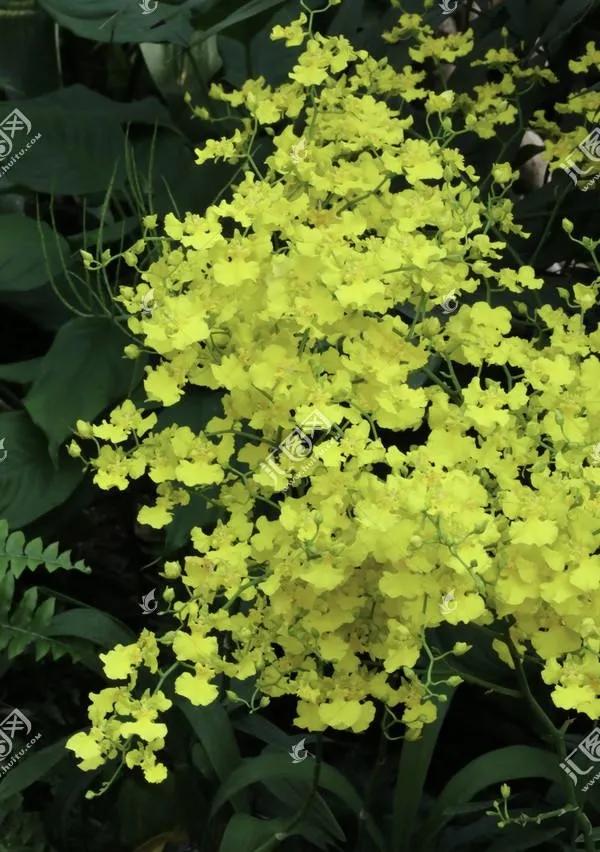 花豔吉利貴氣的八種富貴花