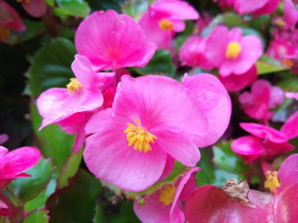 人過五十五,不想再勞累,養5種花完全不操心 人過五十五,不想再勞累,養5種花完全不操心