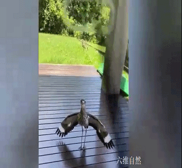 ​澳大利亞一隻鷸鳥張開翅膀,阻止人出門,看了草地有小鷸就明白 ​澳大利亞一隻鷸鳥張開翅膀,阻止人出門,看了草地有小鷸就明白