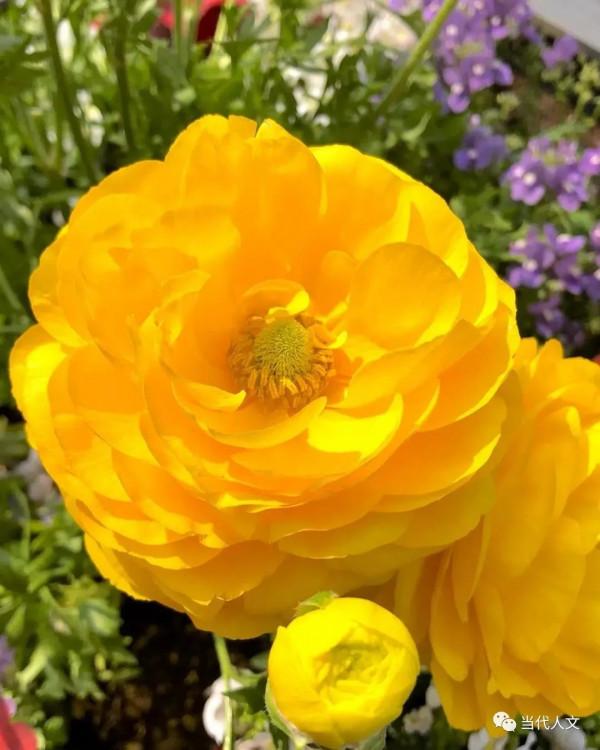 七絕：昨日黃花