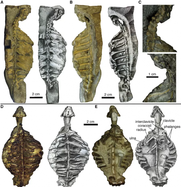 白堊紀的巨型裝甲艦,仍逃不過被吃的命運 白堊紀的巨型裝甲艦,仍逃不過被吃的命運