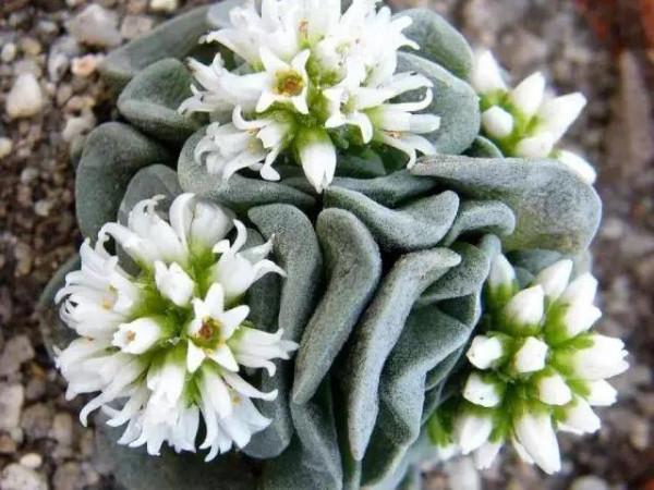 8種長相奇葩的多肉，讓人腦洞大開，你能想象得到它們的長相嗎？