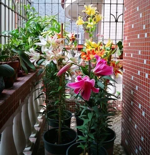 家裡有院子,建議養這5種花,高階的私家花園至少養一種 家裡有院子,建議養這5種花,高階的私家花園至少養一種