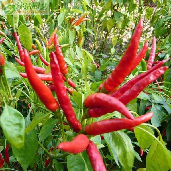 女大學生回村創業種植辣椒,成最美“辣妹子” 女大學生回村創業種植辣椒,成最美“辣妹子”