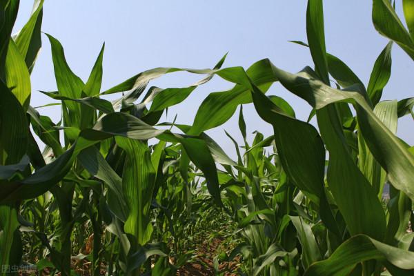 玉米控旺過晚，當心產量大減！超過12片葉，別再噴施控旺劑