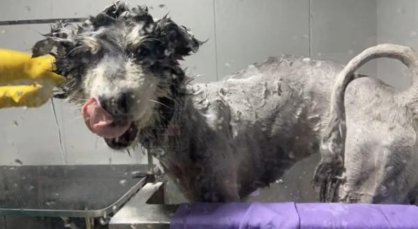 花了300塊給狗子剃毛，一段時間後主人卻自卑了：養的真不是驢