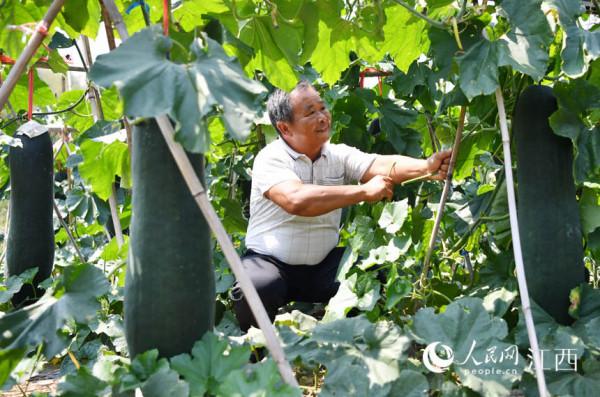 冬瓜掛滿藤 豐收在望