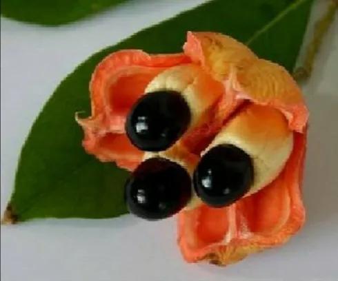 奇花異果有限公司年會（近百位奇花異果參加了本次年會）