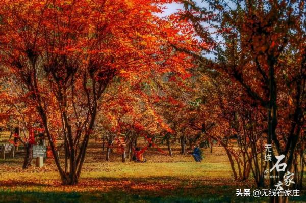 白蠟銀杏都黃了,石家莊植物園樹樹皆秋色 白蠟銀杏都黃了,石家莊植物園樹樹皆秋色