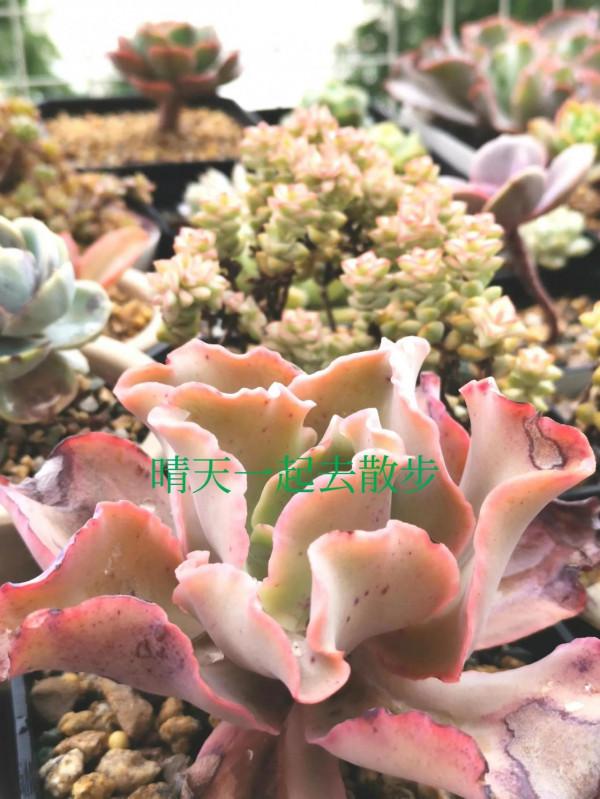 我言秋日勝春朝