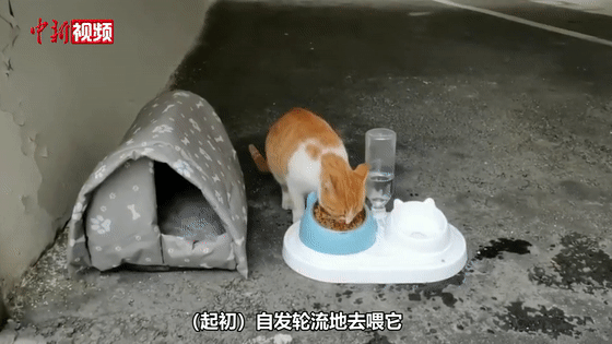 貓咪賴上兵哥哥？這畫面，糖分超標了吧