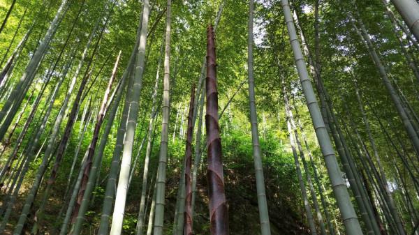 別以為留守農村的人都是一貧如洗，在農村年收入20萬也是有的