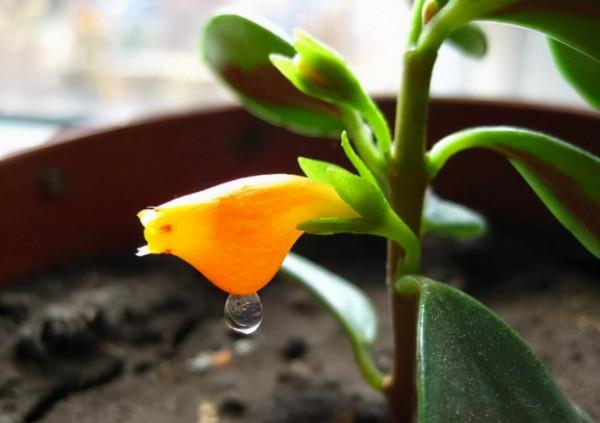 國際市場受歡迎的切花及盆栽植物袋鼠花