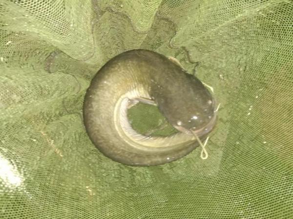 如何尋找更適合夜釣的水域，其實可以看看小雜魚的密度……