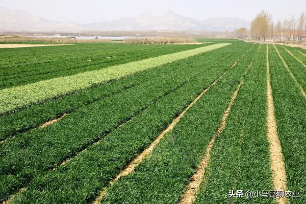 拉尼娜極端天氣來襲，冬小麥需要安全越冬，做好2件事才可高產