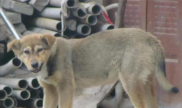 他殺人,狗吃人,93年參演電影《老人與狗》,拍完後人狗皆被處死 他殺人,狗吃人,93年參演電影《老人與狗》,拍完後人狗皆被處死