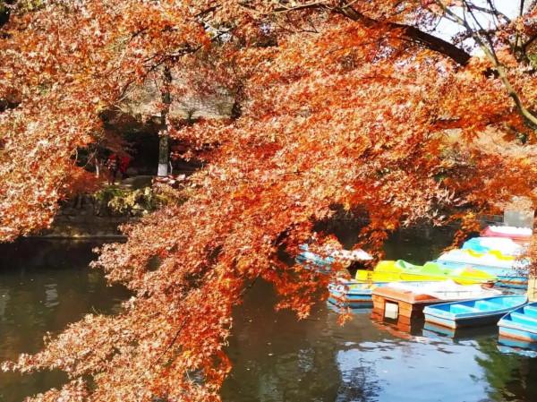 虞山公園看紅楓斑斕