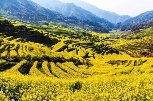 分享圖片，春天來了，滿山遍野的油菜花開了