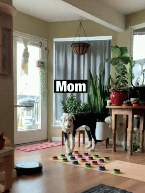 不敢信！我居然教會了自家柴犬“說”人話