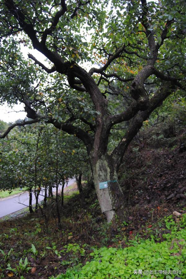世外桃園——薊州苦梨峪村