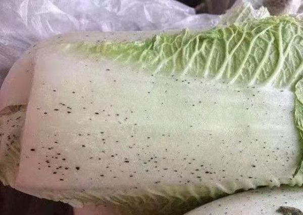 大白菜上的“小黑點”是什麼,能不能吃?為了家人健康,不妨看看 大白菜上的“小黑點”是什麼,能不能吃?為了家人健康,不妨看看